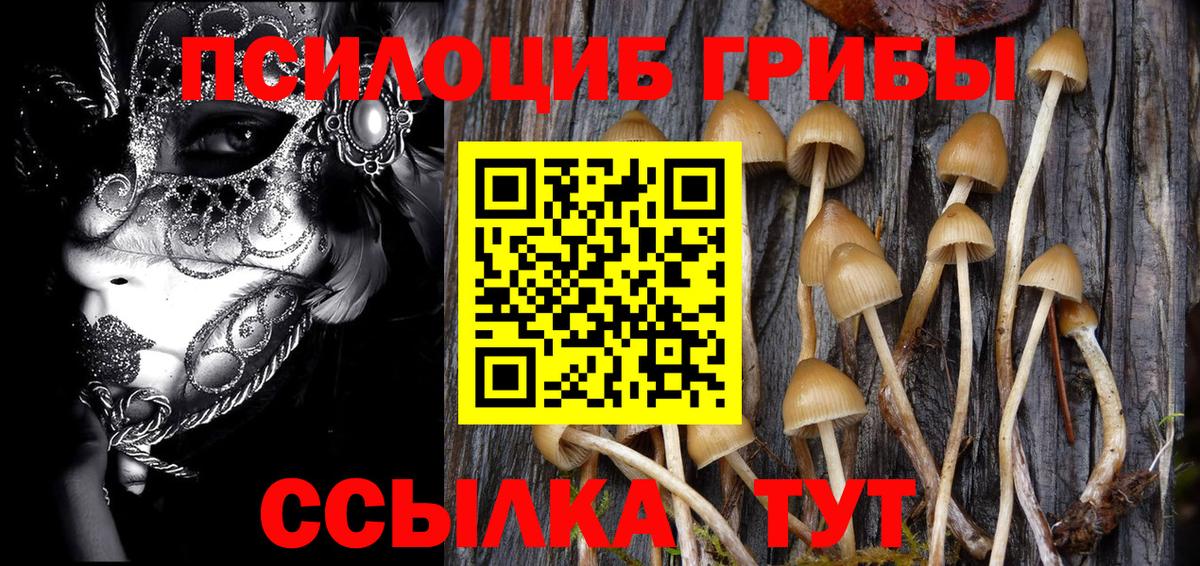 наркотики  Псилоцибиновые грибы Psilocybe  Вход с VPN  Новодвинск 